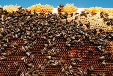 Image for Of honeybees and polar bears: Saving beloved species isn't enough — but it's a good start